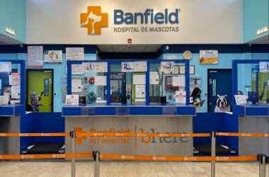 service-1 11 mascotas wun