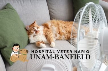 service-1 hospital veterinario